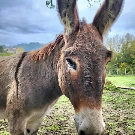 Agritourism By Douro River With Swimming Pool And Animals