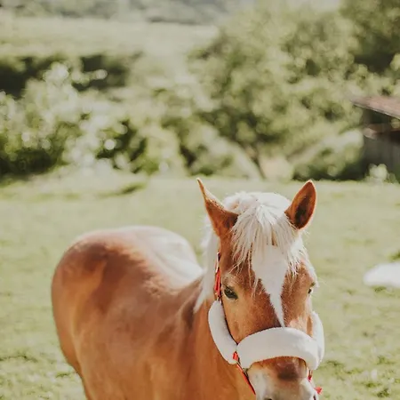 Dom wakacyjny Agritourism By Douro River With Swimming Pool And Animals Souselo