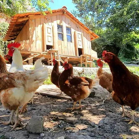 Agritourism By Douro River With Swimming Pool And Animals *