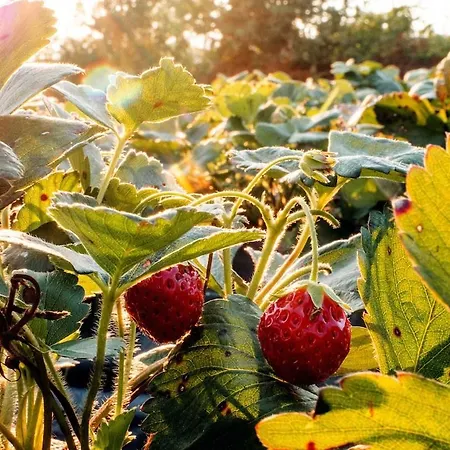 Dom wakacyjny Agritourism By Douro River With Swimming Pool And Animals *