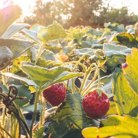 Verde Agua Agroturismo - Organic Farm * Souselo
