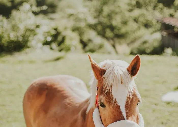 Nyaraló Verde Agua Agroturismo - Organic Farm Souselo