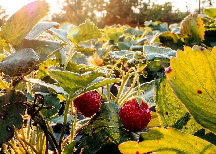 펜션 Verde Agua Agroturismo - Organic Farm *