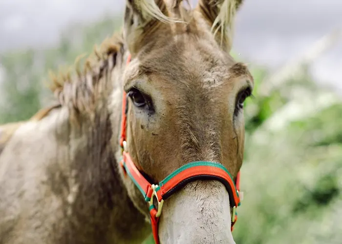 Nyaraló Verde Agua Agroturismo - Organic Farm *