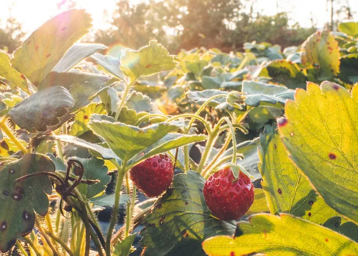 Verde Agua Agroturismo - Organic Farm * Souselo